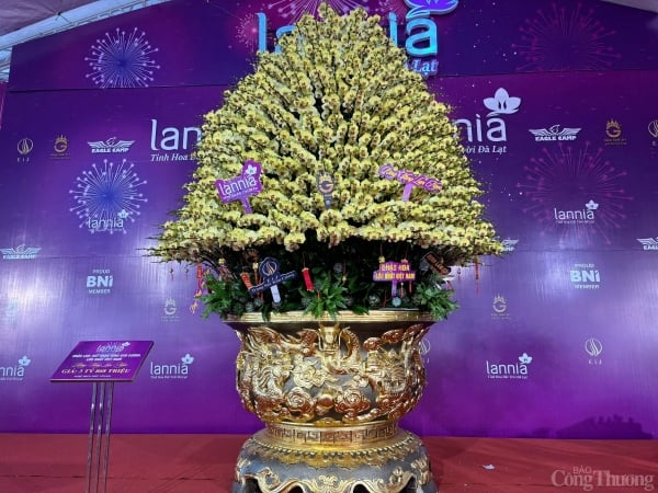 Impresionado con una maceta de orquídeas Phalaenopsis bañadas en oro valorada en casi 4 mil millones de VND