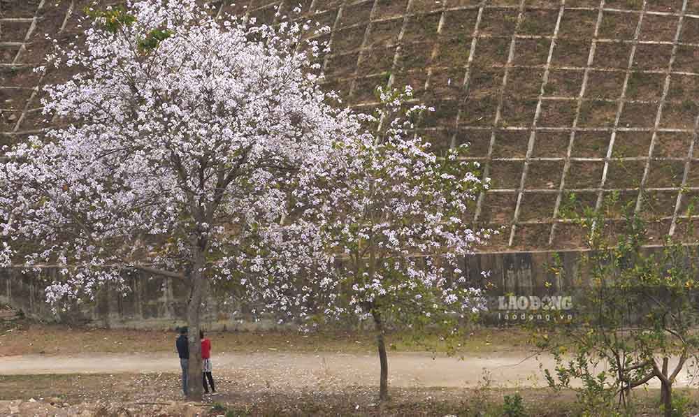 The old battlefield is now covered in pure white flowers, a favorite destination for tourists every time they return to Dien Bien.