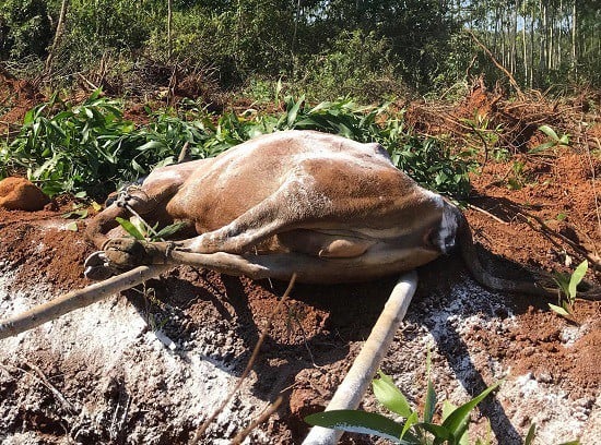 Quang Ngai: Terrestrial animal diseases may arise and spread at the end of the year