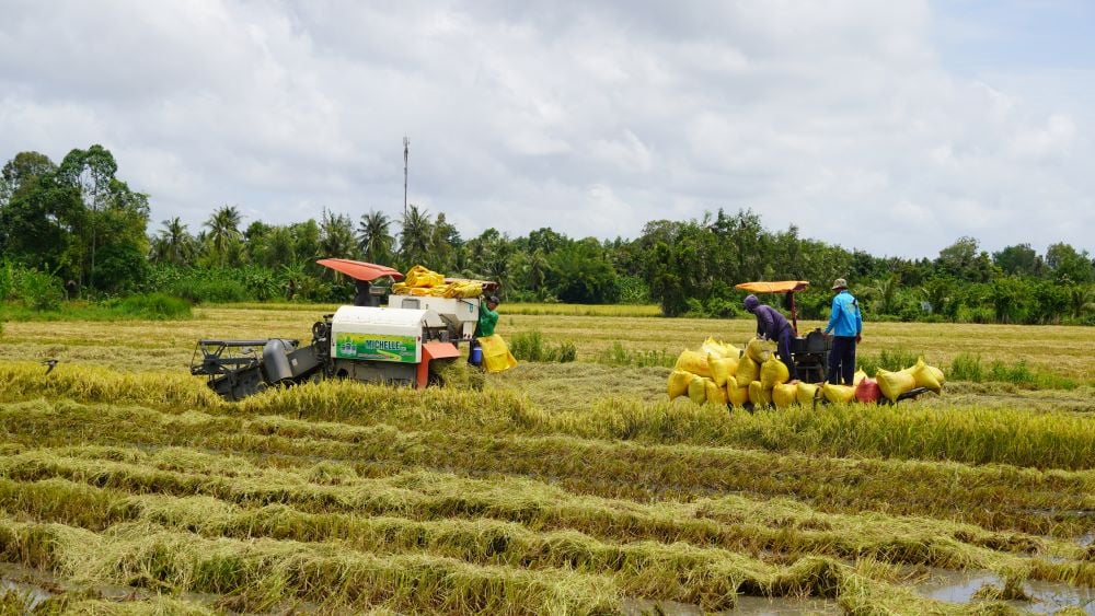 Avec les prix élevés du riz, les riziculteurs de Soc Trang réalisent des bénéfices de 20 à 30 %. Photo de : Phuong Anh