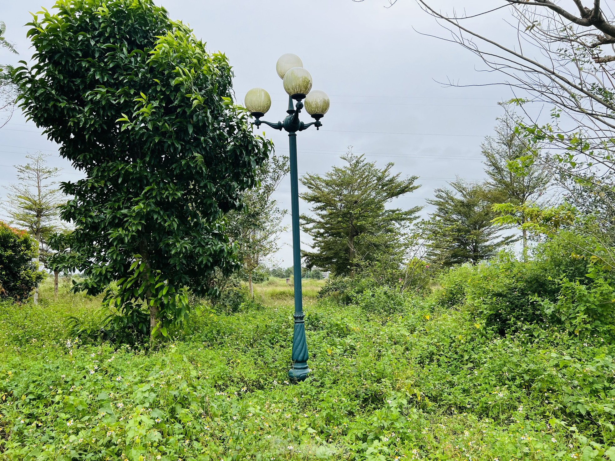 Pasto crecido y basura acumulada en un proyecto residencial de 400 mil millones de dólares en Quang Ngai, foto 21