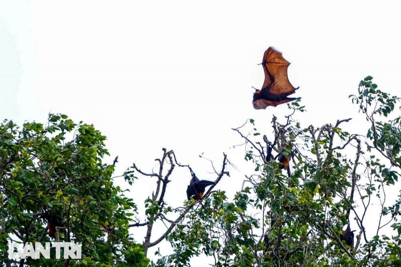 Những ngôi chùa miền Tây thu hút chim, dơi về trú ngụ suốt nhiều thập kỷ