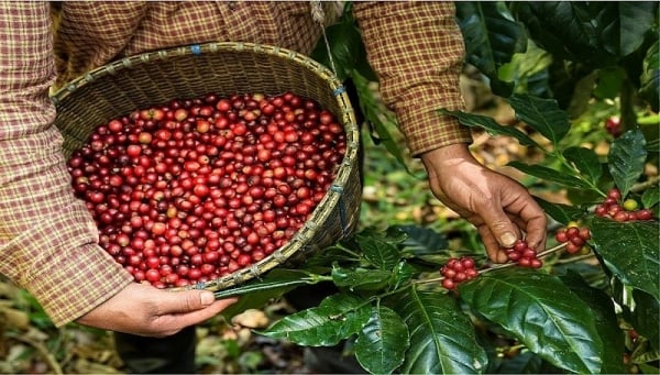 Los precios de exportación del café caen drásticamente después de muchos aumentos récord