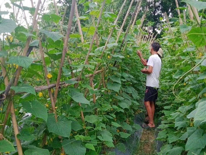 Vegetable care of cooperative members.