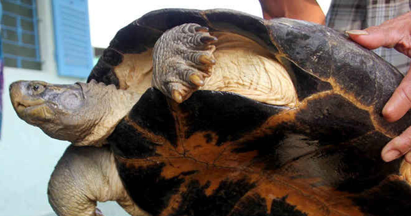 Mangrove, a wild animal listed in the Red Book, is very large and raised in An Giang and sold for a high price.