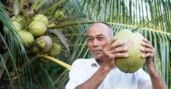 Il s'agit d'un petit cocotier à cire qui a produit beaucoup de fruits à Tra Vinh. Dès que les gens le coupent, il se vend et est très demandé.