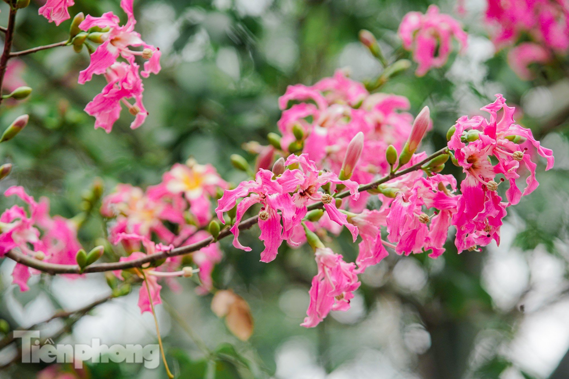 Bewundern Sie die bezaubernde Pracht der wunderschönen Blumen im Herzen von Hanoi Foto 12