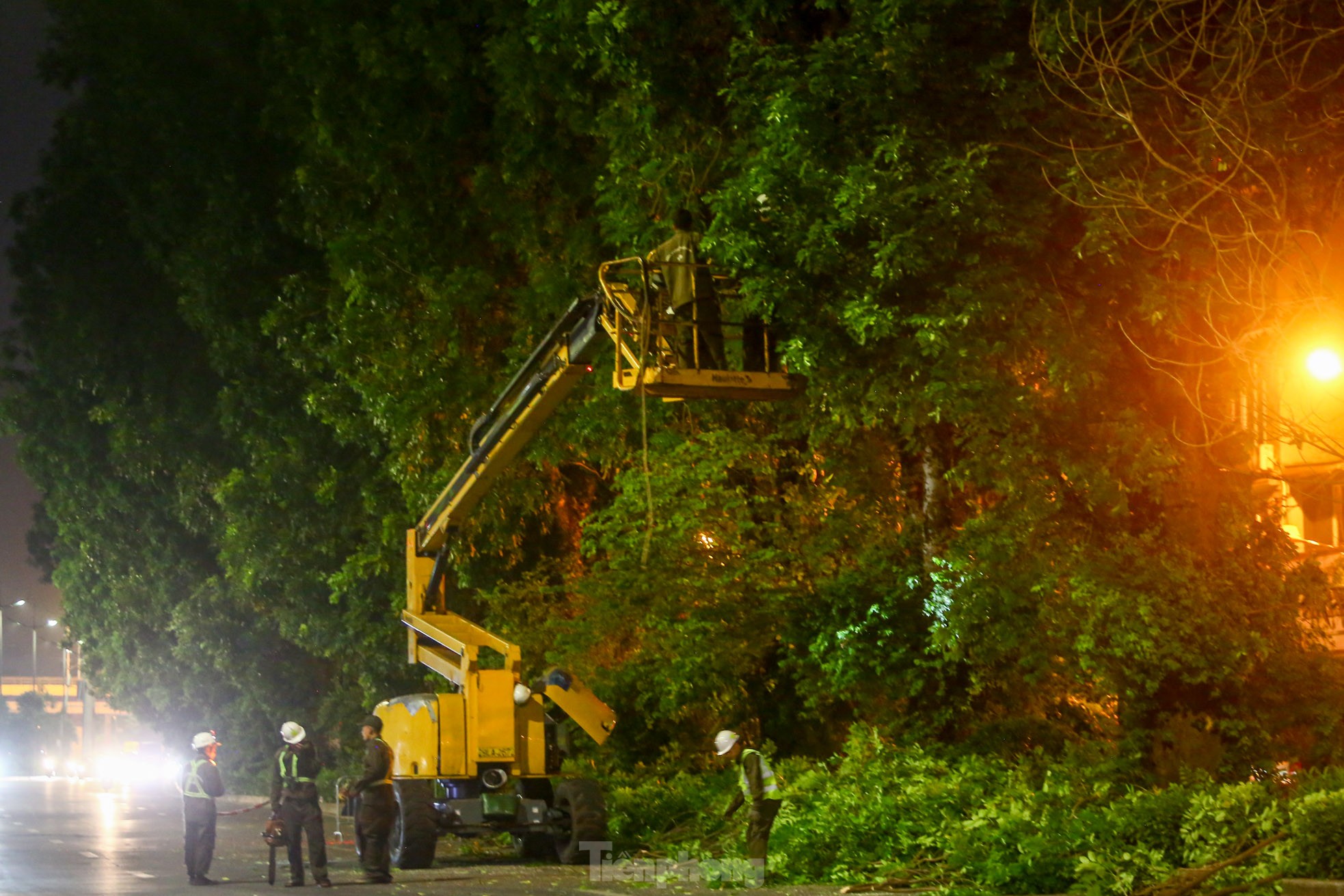 Pruning the hundred-year-old rosewood trees on Lang Street overnight, photo 8