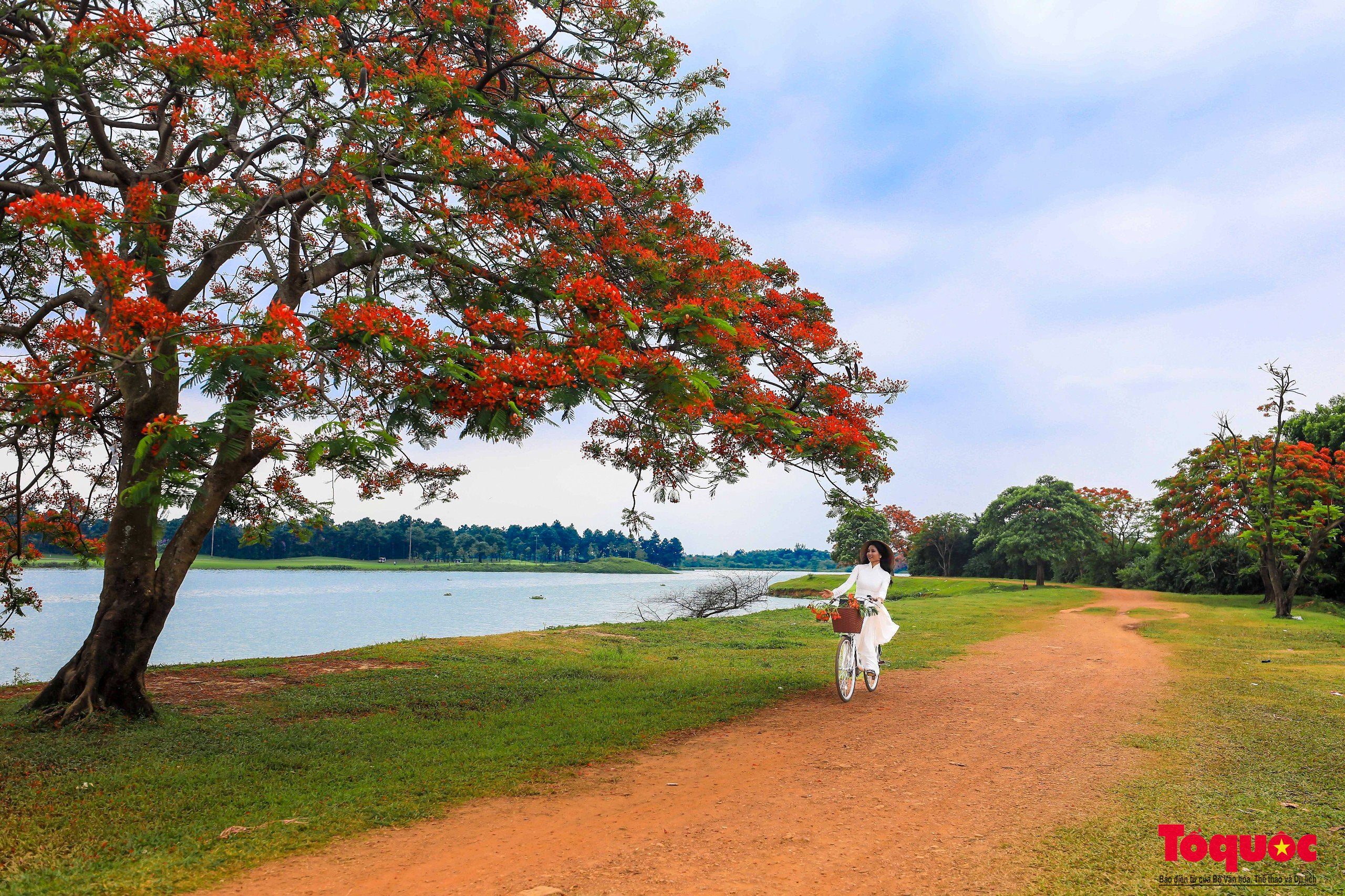 Đi giữa mùa hè ngắm nhìn mùa hoa phượng đỏ rực trời Hà Nội - Ảnh 13.