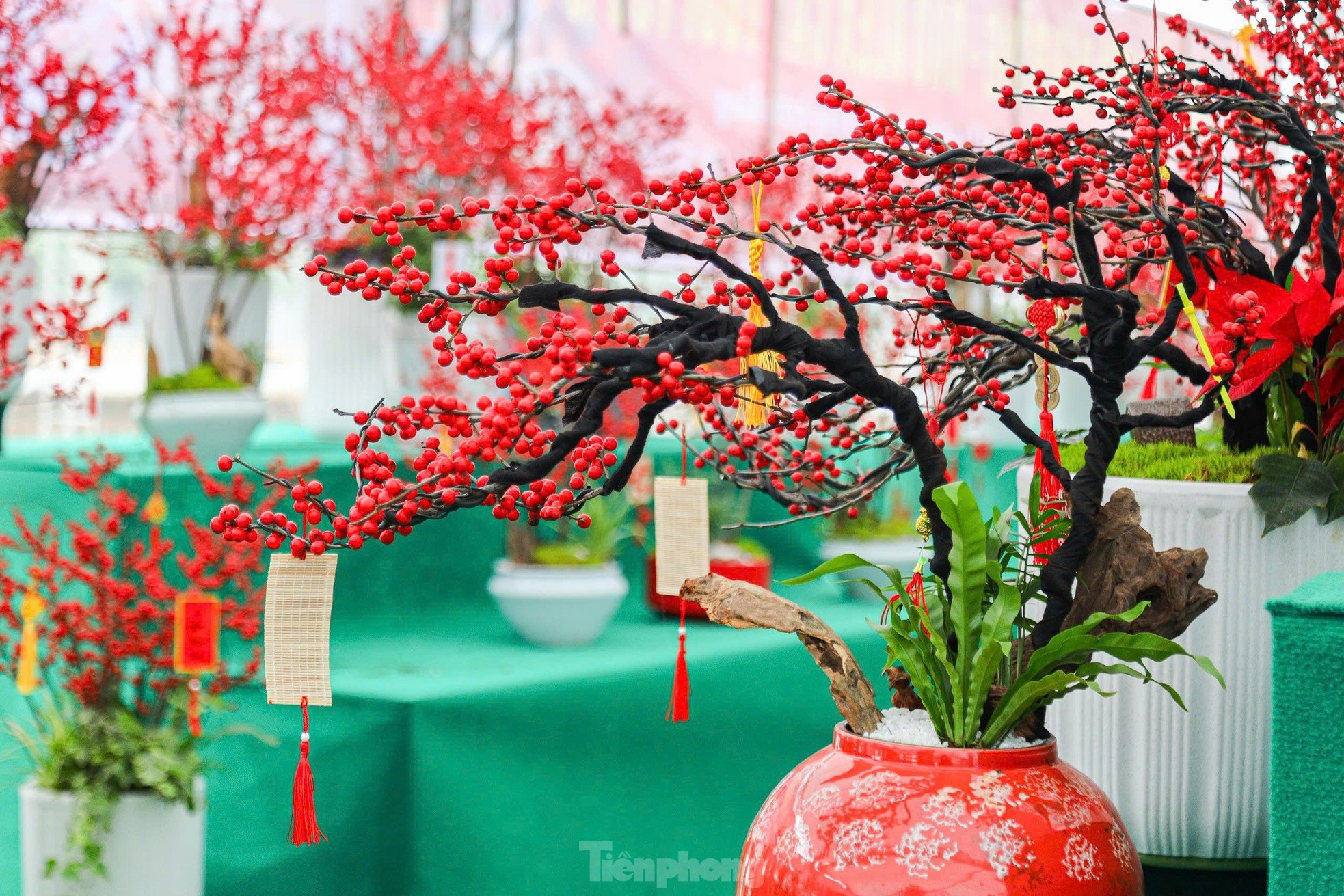 Fresh peach blossoms combined with driftwood worth hundreds of millions of dong still attract customers