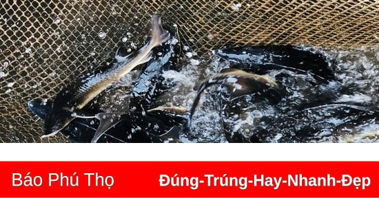 Nuôi thử nghiệm cá Tầm trên sông Đà