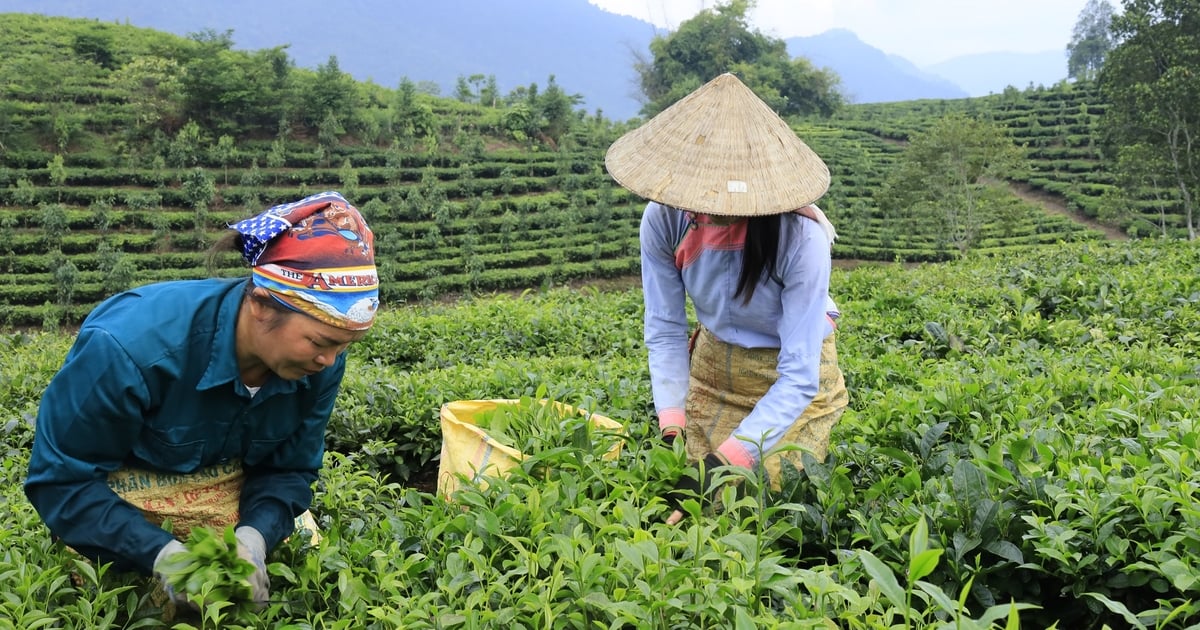 Sản lượng chè búp giảm mạnh, ảnh hưởng đến thu nhập của nông dân