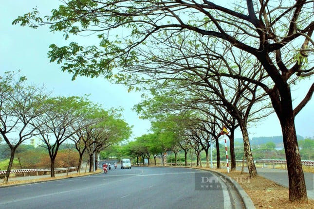 La hermosa carretera de flores de papel como en una película en la ciudad de Ho Chi Minh está causando revuelo en Internet. Foto 15