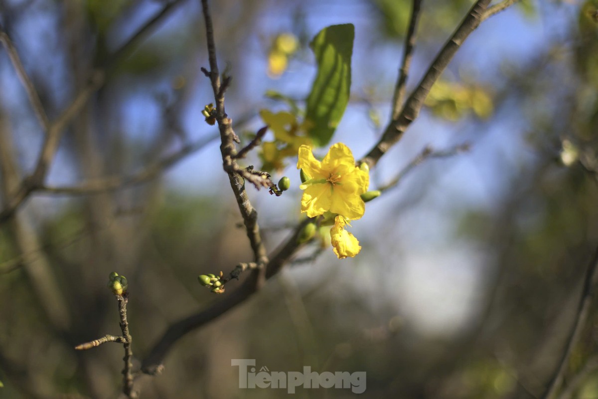 Ha Tinh farmers install 'magic eyes' to protect yellow apricot blossoms to welcome Tet, photo 2