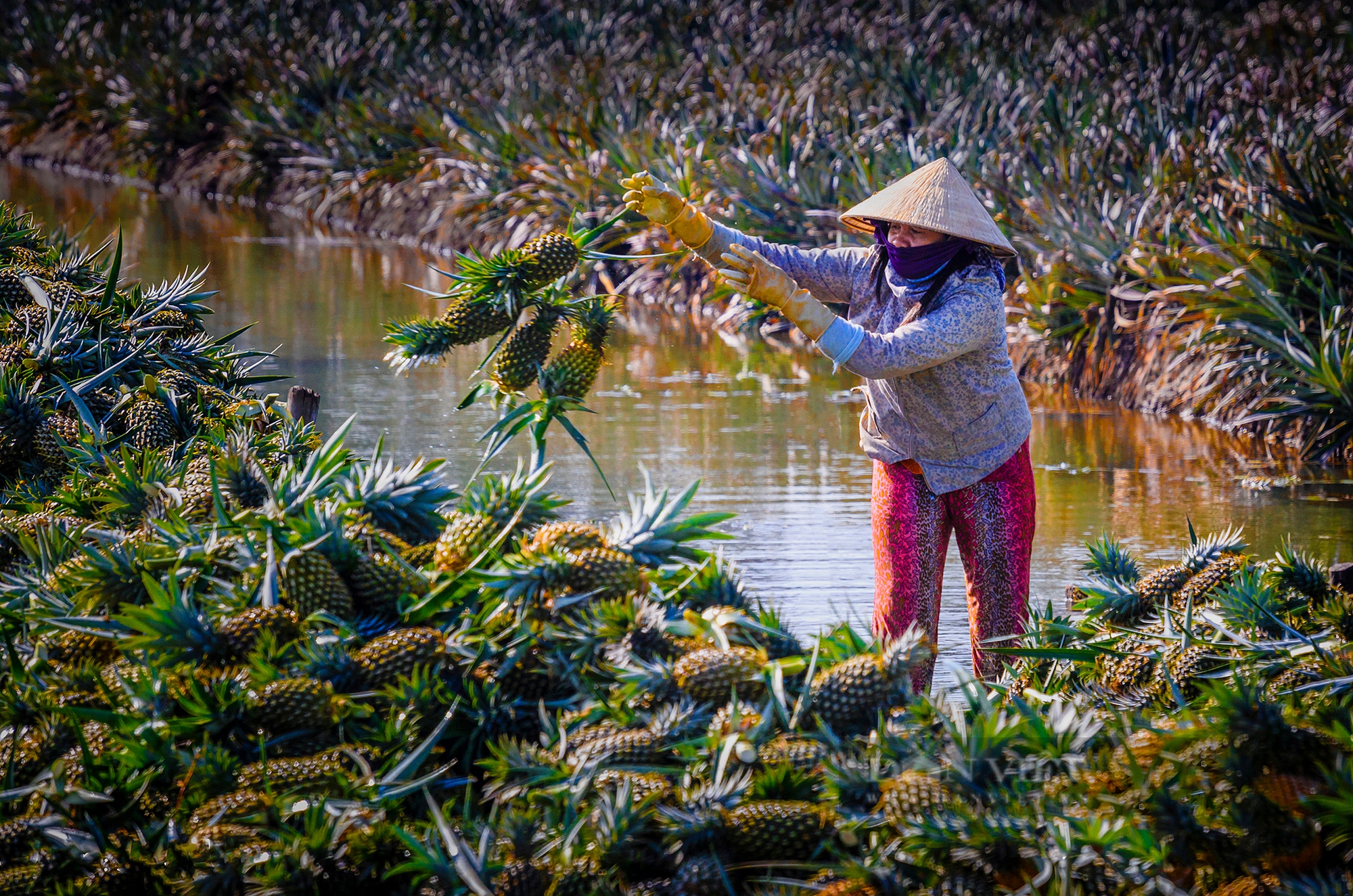 Làm gì để phát triển bền vững vùng đồng bằng sông Cửu Long - Ảnh 2.