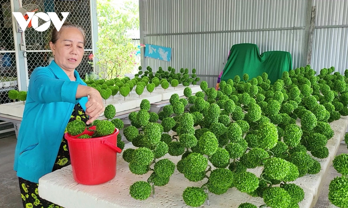 nguoi phu nu o hau giang 10 nam trong co lam canh tu hat thanh long hinh anh 8