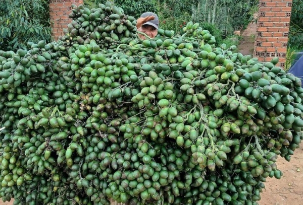 Vietnam's areca nut exports increased sharply by 1,240%