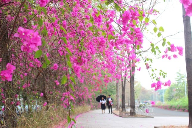 La hermosa carretera de flores de papel como en una película en la ciudad de Ho Chi Minh está causando revuelo en Internet. Foto 9