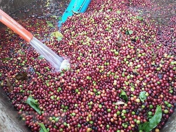 Precios de exportación de café suben, Robusta alcanza 4.200 USD/tonelada