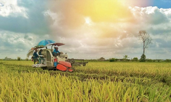 L'entrepreneur s'est « enfui » sans fournir de riz de réserve nationale, créant ainsi un précédent fâcheux