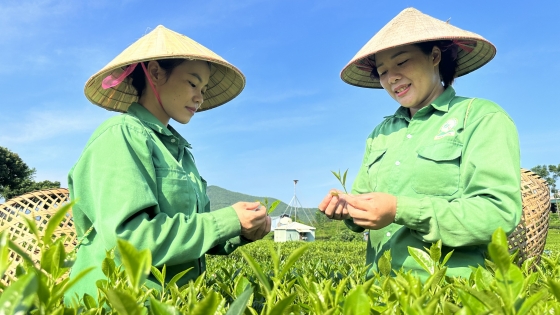 Préserver l'essence du thé Tan Cuong : « d'abord amer, après-goût sucré »