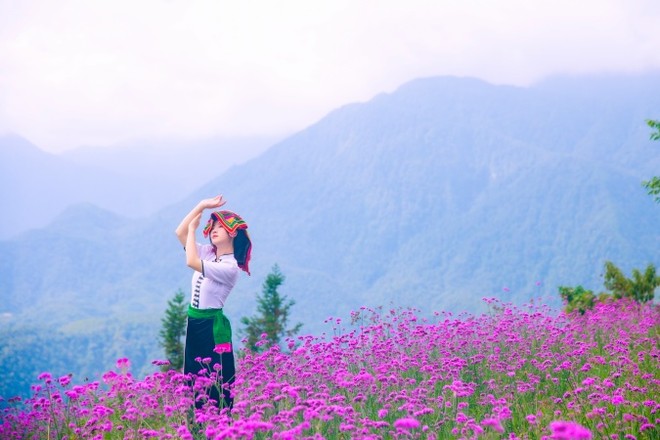 Đồi hoa tím ngọt ngào làm xiêu lòng du khách đến Fansipan. ảnh 4
