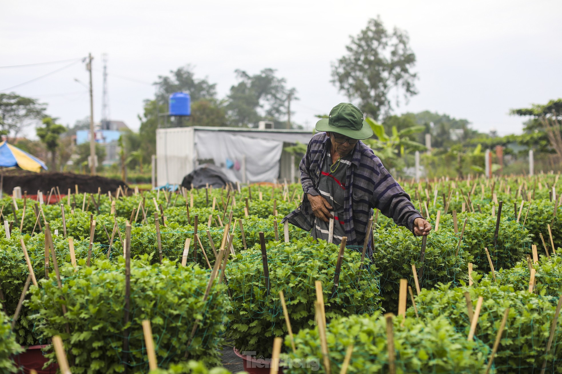 El pueblo de flores del Tet más grande de la ciudad de Ho Chi Minh está 'distorsionado' por el clima foto 2