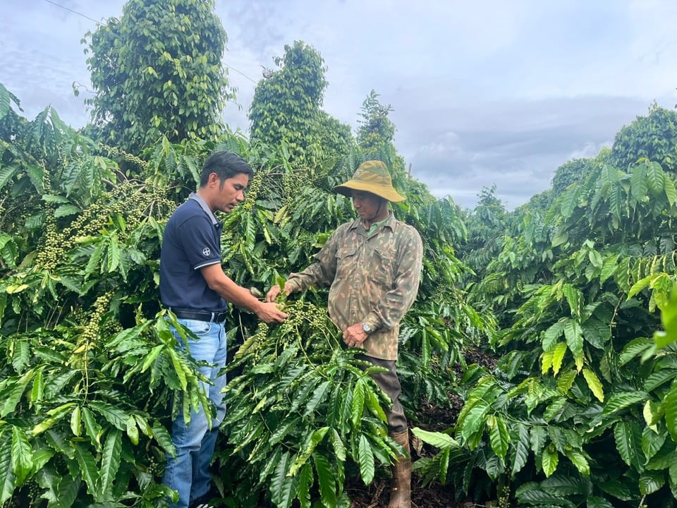 Kaffee ist das Hauptanbauprodukt der Provinz Dak Nong.