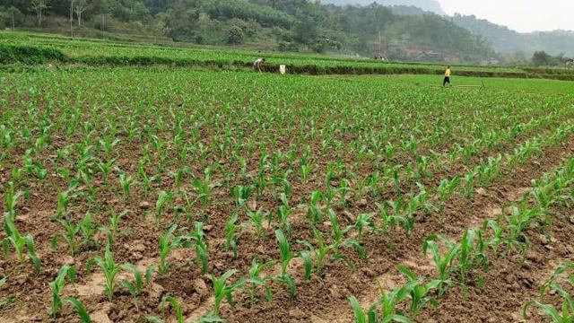 Expanding winter crop area