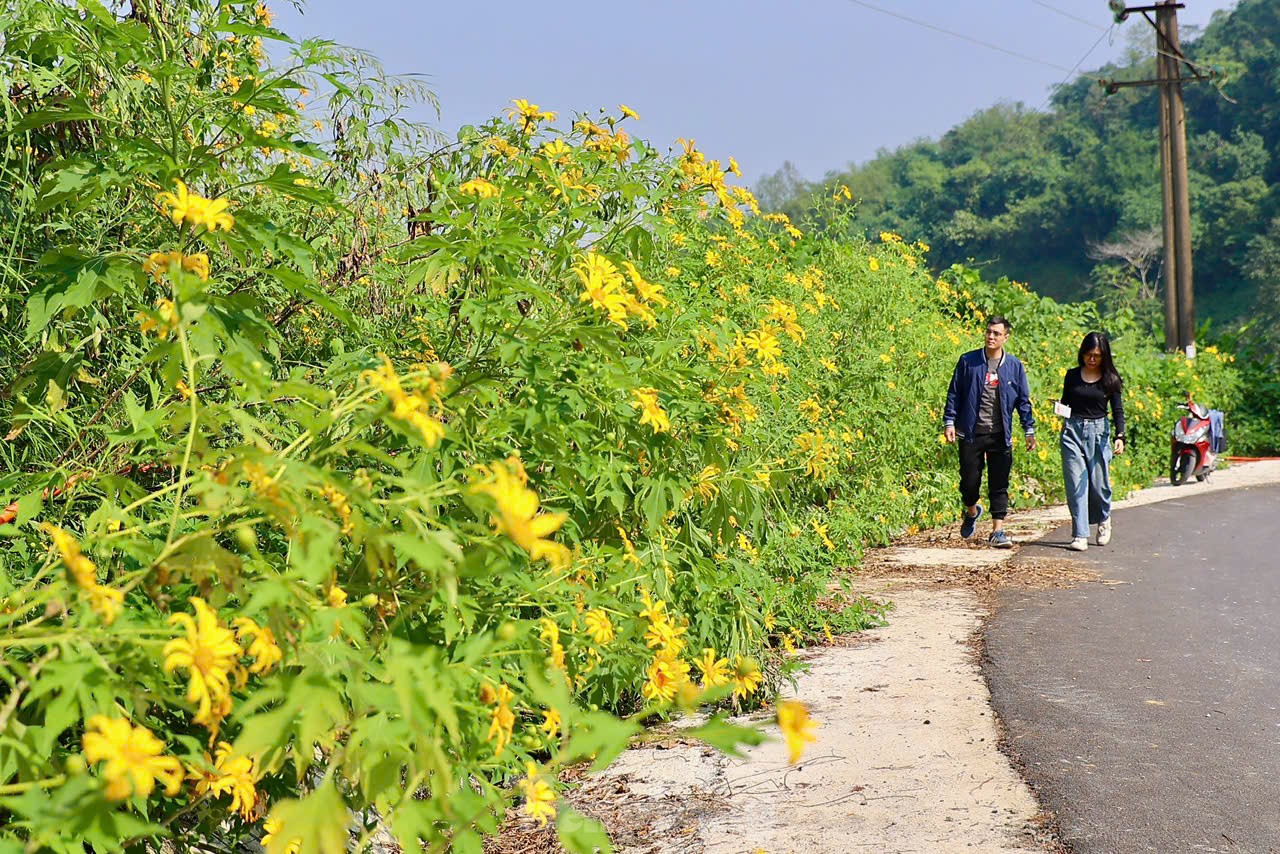 Des foules admirent les tournesols sauvages dans la banlieue de Hanoi, photo 3