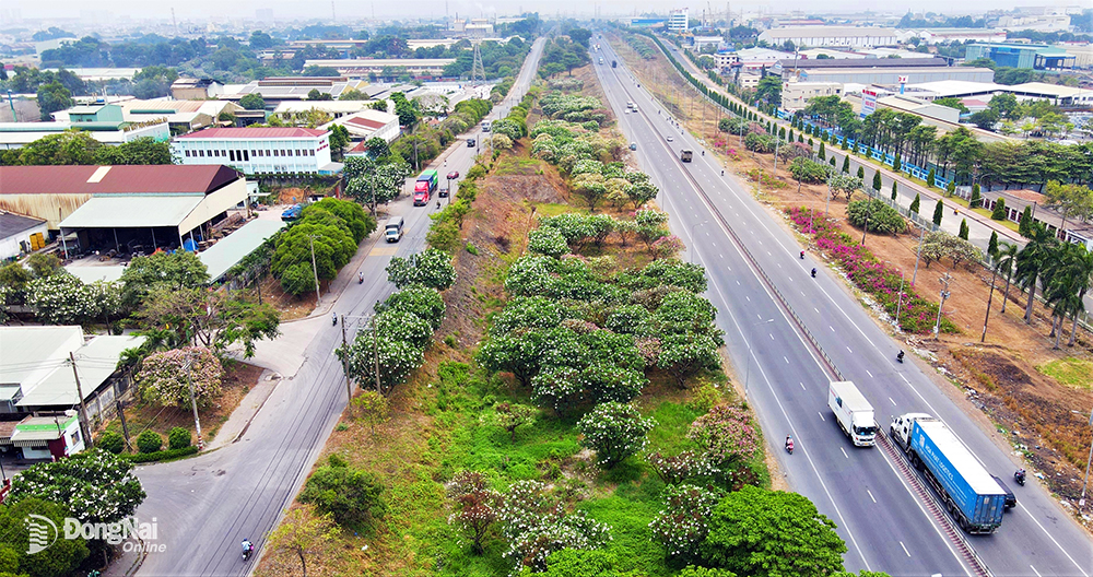 De nos jours, des centaines de frangipaniers fleurissent en blanc et en rose dans le couloir séparant la route parallèle du parc industriel Bien Hoa 1 et de l'autoroute de Hanoi, créant une scène colorée.