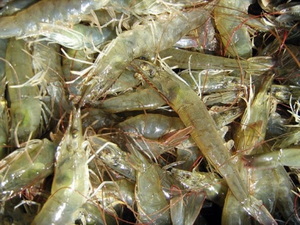 Shrimp export prices to the US have increased continuously since February this year.