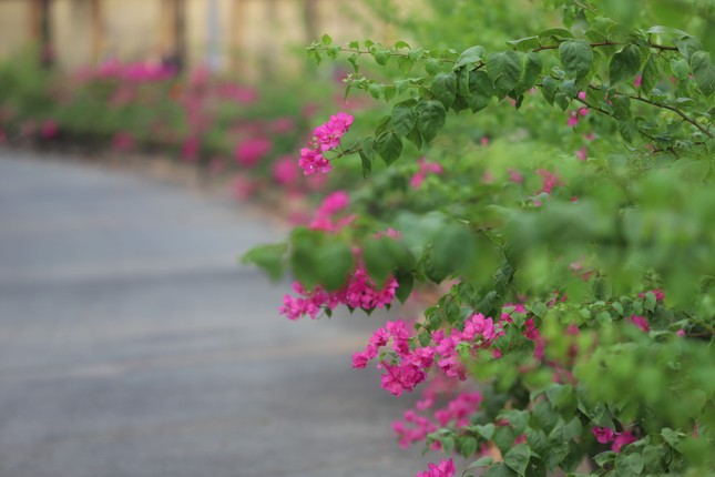 The stunningly beautiful bougainvillea road leading to Ho Chi Minh City National University photo 3