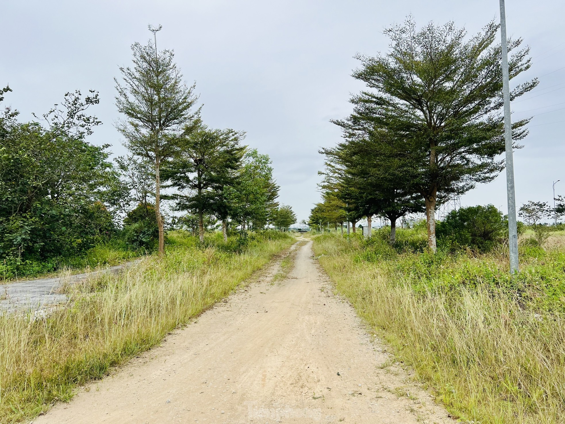 Pasto crecido y basura acumulada en un proyecto residencial de 400 mil millones de dólares en Quang Ngai, foto 15