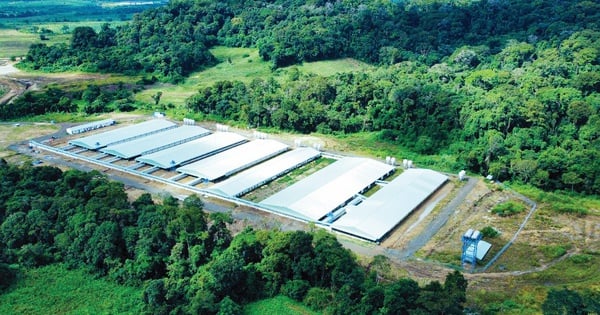 Mavin pig farm meets GlobalGAP global standards