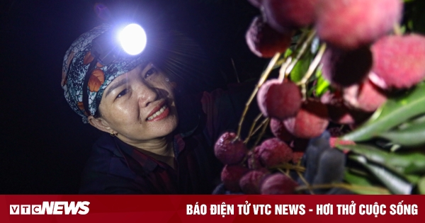 Bac Giang : les agriculteurs travaillent toute la nuit pour récolter la spécialité de litchi