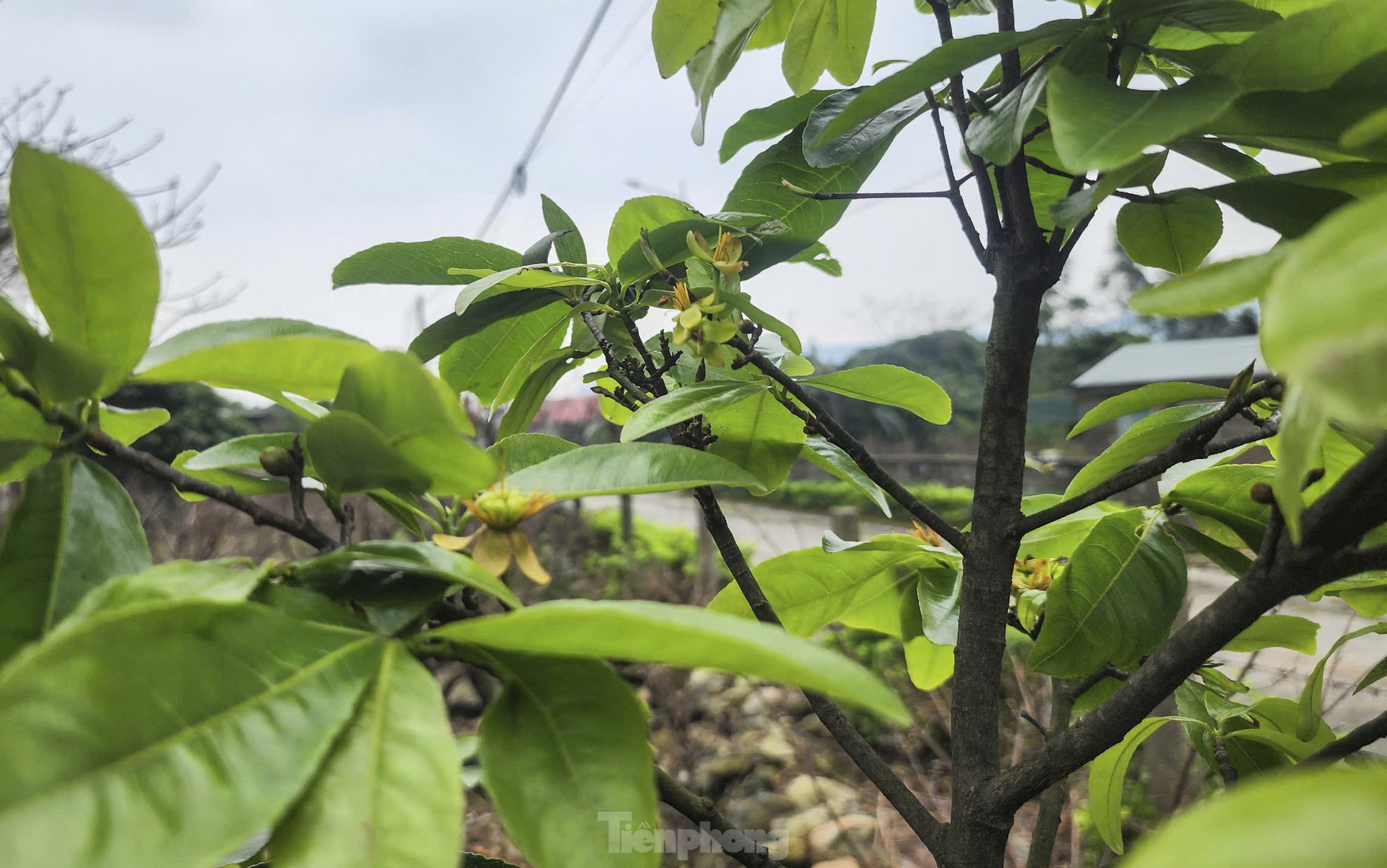 Ha Tinh farmers install 'magic eyes' to protect yellow apricot blossoms to welcome Tet photo 9