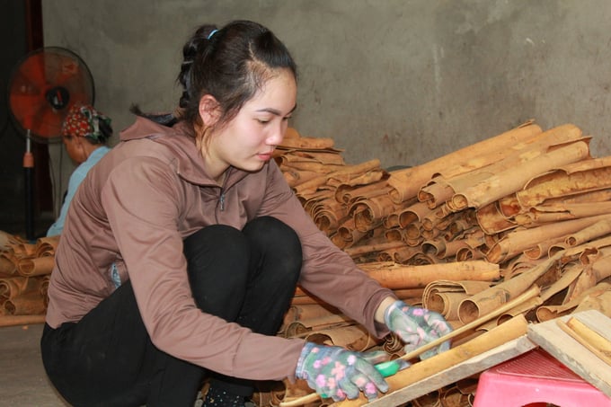 Cây quế mang lại cuộc sông sung túc cho hàng ngàn hộ dân của huyện Văn Yên - nơi được coi là thủ phủ quế Việt Nam. Ảnh: Thanh Tiến.