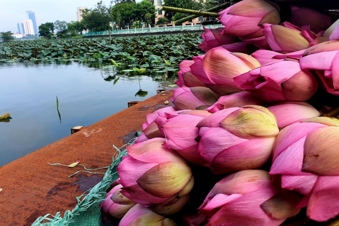 Pepper price exceeds 130,000 VND/kg; early-season lotus is in high demand, but quantity is limited