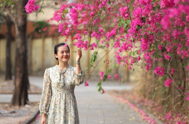 The stunningly beautiful bougainvillea road leading to Ho Chi Minh City National University photo 12