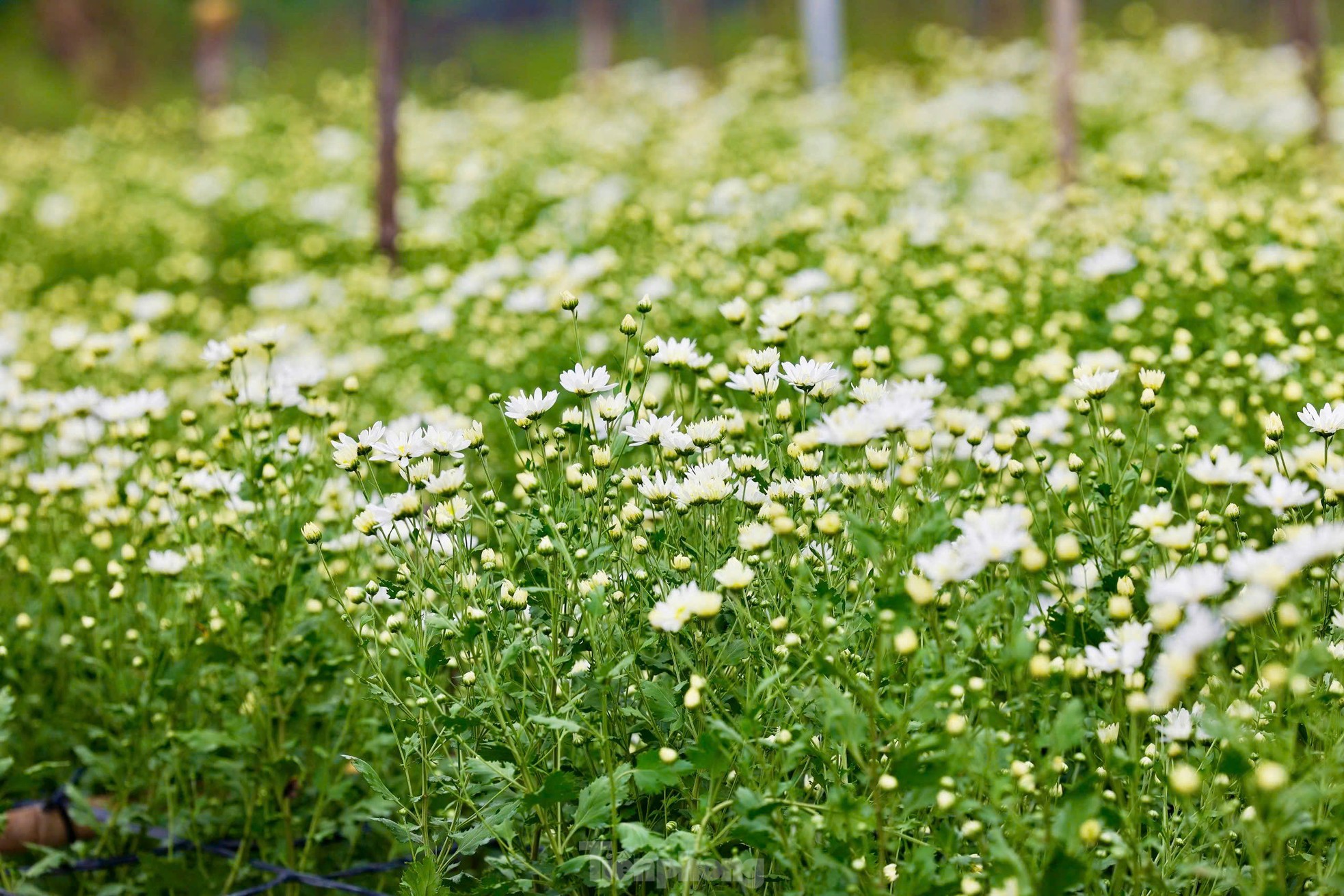 สวนดอกเดซี่หายากที่รอดพ้นจากพายุไต้ฝุ่นยางิที่บานสะพรั่ง อวดสีสันให้โลกได้เห็น ภาพที่ 12