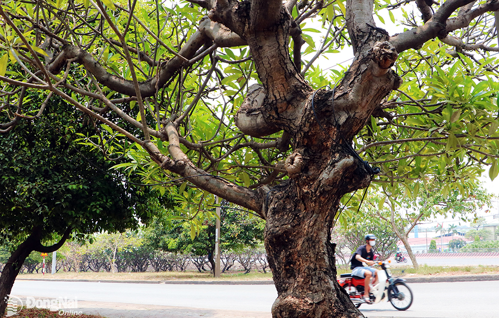 Les frangipaniers plantés le long des routes du parc industriel Bien Hoa 1 sont pour la plupart vieux de plusieurs décennies, avec des troncs rugueux portant la marque du temps.