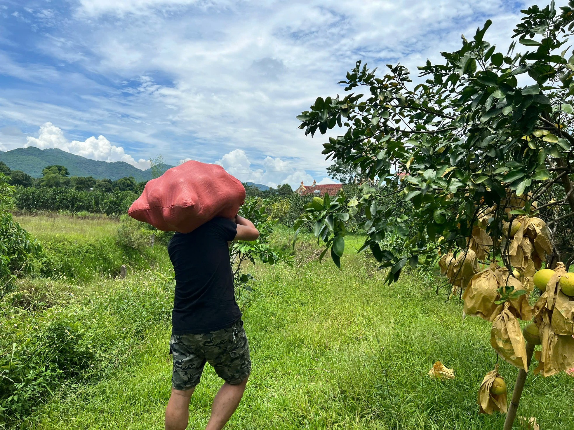 Thủ phủ bưởi Phúc Trạch tất bật thu hoạch phục vụ Trung thu ảnh 4