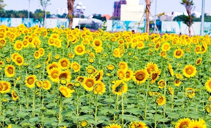 La ville de Thu Duc possède de très beaux jardins de tournesols. (Photo: Vinh Rose)