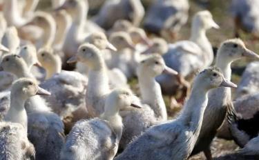 Avian influenza viruses spread mainly among wild and domestic birds such as ducks, gulls, chickens and quail.