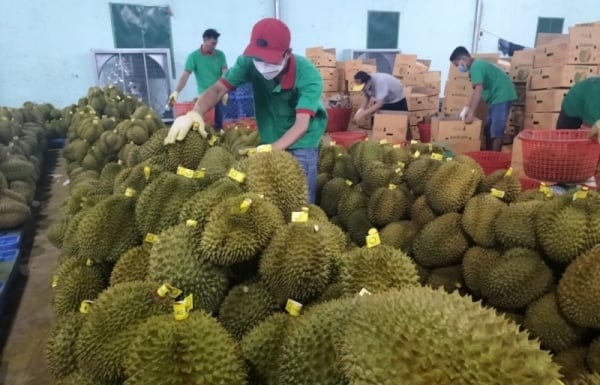 Mặt hàng sầu riêng đẩy kim ngạch xuất khẩu rau quả đạt mức kỷ lục