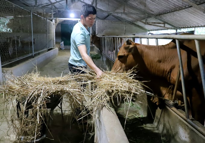 Mr. Ngu takes care of cows being raised at the farm. Photo: Duc Hung