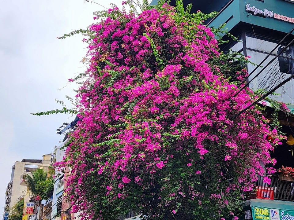 Versehentlich hat mein Herz die sonnigen und windigen Blumen vermisst Diese Blume blüht und verwelkt schnell, deshalb hat Herr Nguyen Dinh Pflanzen Sie vor dem Haus viele Bougainvilleen. „Ich habe mich sehr gefreut, dass so viele Leute ihre Autos anhielten, um sich die Bougainvillea-Büsche anzusehen. Es fühlte sich an, als würde ich der Stadt ein wenig Romantik verleihen“, sagte Herr Dinh.