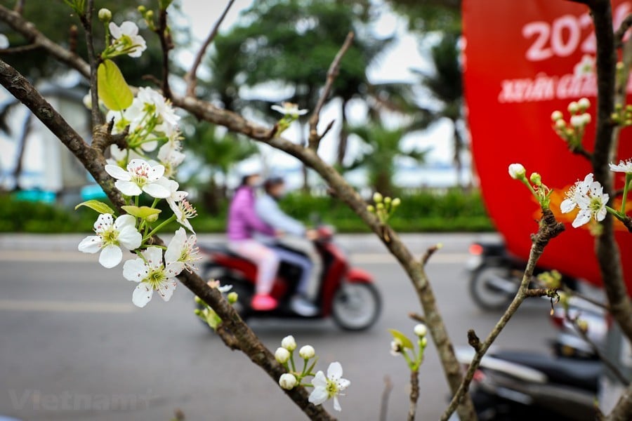 Hoa lê rừng 'xuống phố' sau Tết Nguyên đán, giá chục triệu vẫn hút khách ảnh 2