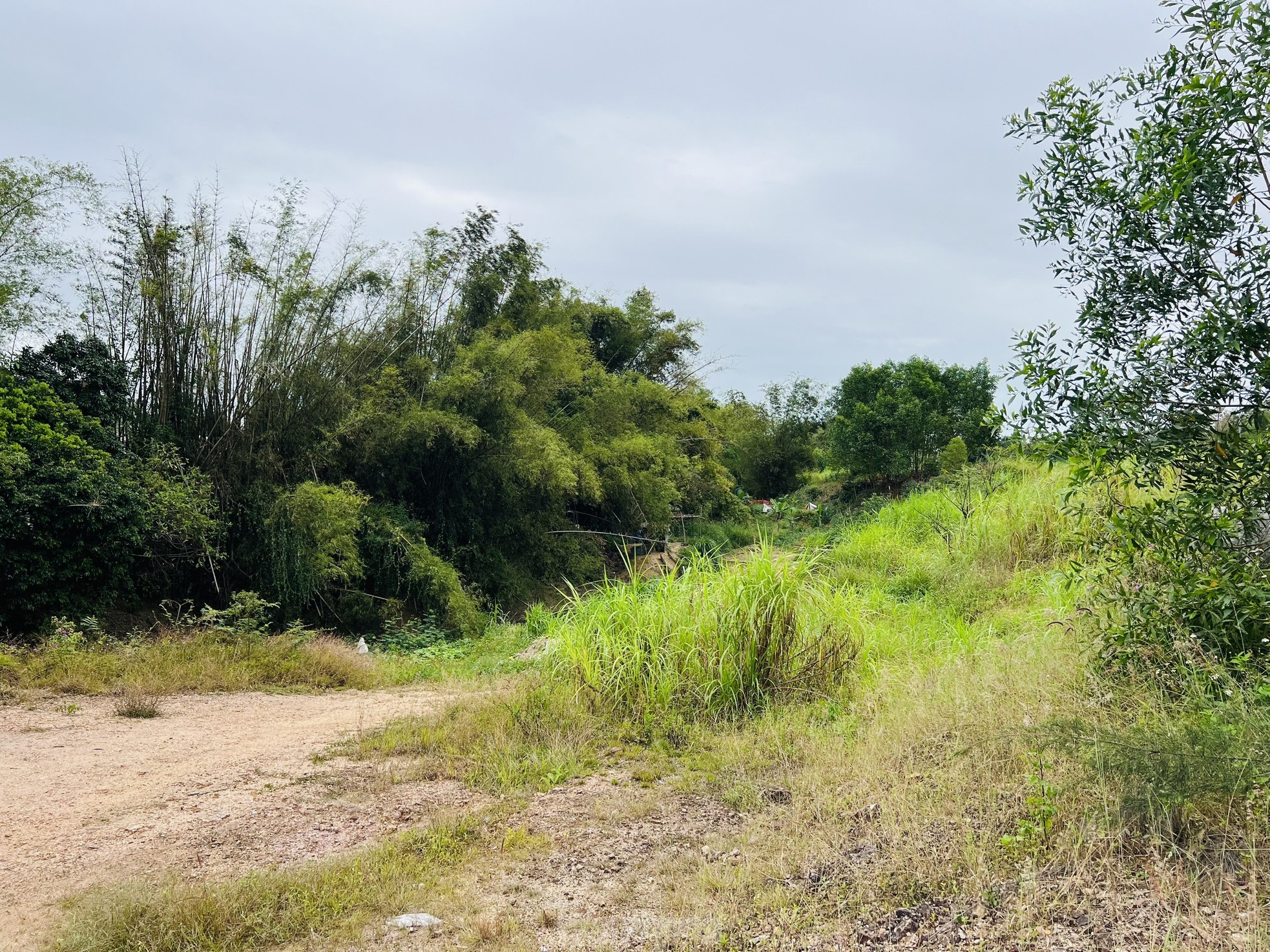 Pasto crecido y basura acumulada en un proyecto residencial de 400 mil millones de dólares en Quang Ngai, foto 4